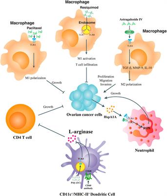 The emerging roles of TLR and cGAS signaling in tumorigenesis and progression of ovarian cancer